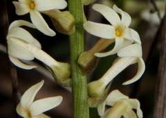 Stackhousia subterranea
