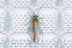 Orthotylinae