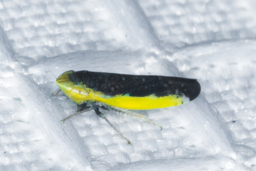 Twiningia bicolor