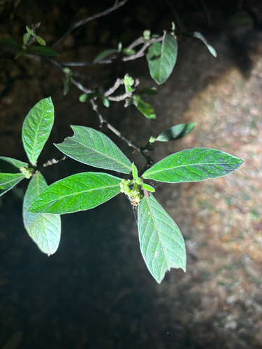 Psychotria observed 2026-10-28