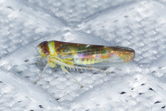 Colladonus montanus reductus