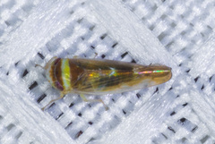 Colladonus montanus reductus