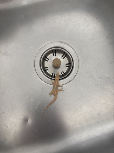 Gekko observed 2026-10-28