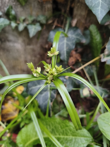 Cyperus observed 2026-10-28