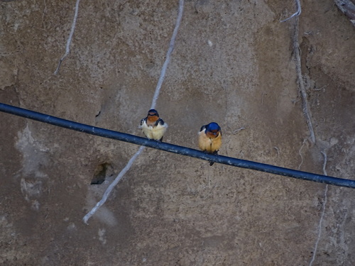 Hirundo rustica observed 2026-10-27