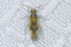 Orthotylinae