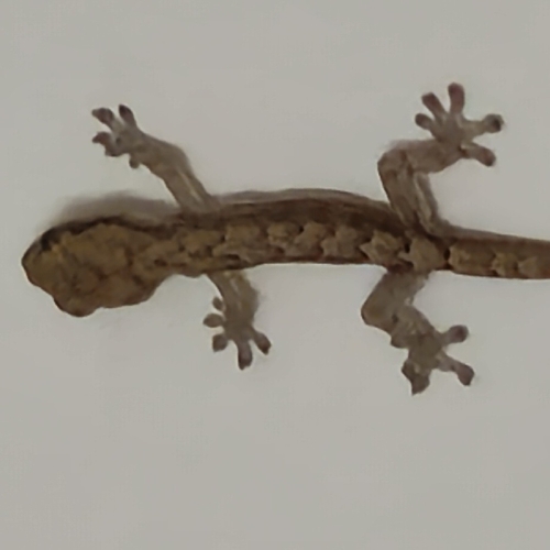 Lepidodactylus lugubris observed 2026-10-26