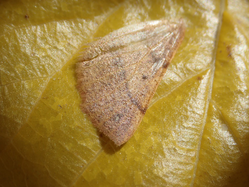 Pennaria observed 2026-10-28