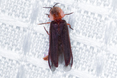 Microphotus angustus