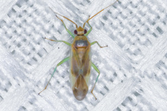 Orthotylinae