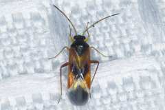 Ceratocapsus apicalis