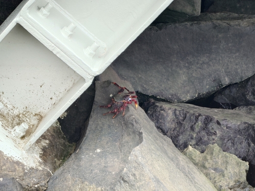 Grapsus grapsus observed 2026-10-28