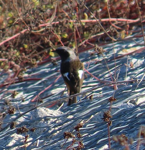 Phoenicurus auroreus observed 2026-10-28