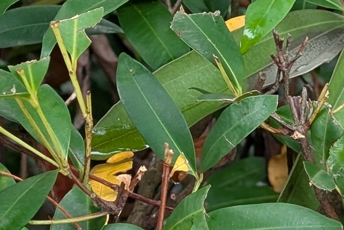 Syzygium observed 2026-10-28