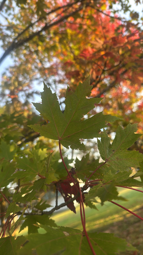 Acer saccharinum, 2026-10-28