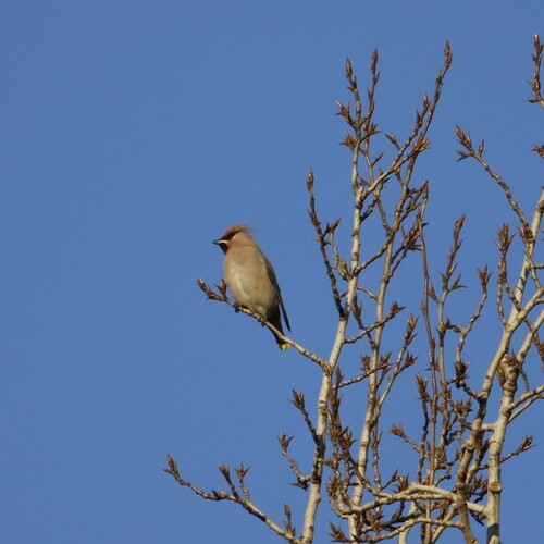 Bombycilla garrulus observed 2026-10-28