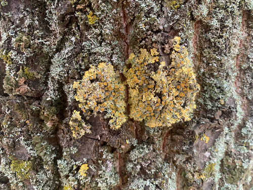 Xanthoria observed 2026-10-28