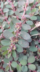 Euphorbia prostrata