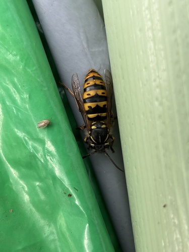 Vespula vulgaris observed 2026-10-28