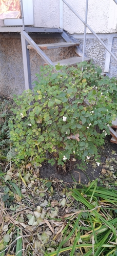 Vaccinium observed 2026-10-28