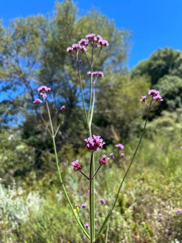Verbena bonariensis observed 2026-10-28