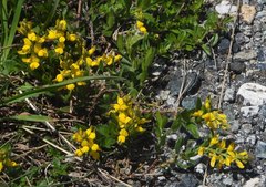 Genista tinctoria