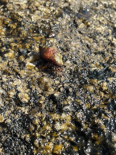 Clibanarius observed 2026-10-28