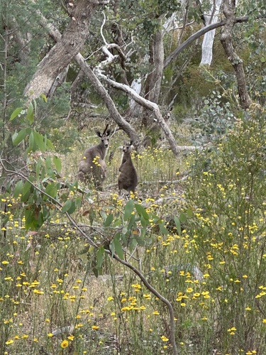 Macropus observed 2026-10-28