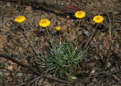 Leucochrysum albicans albicans