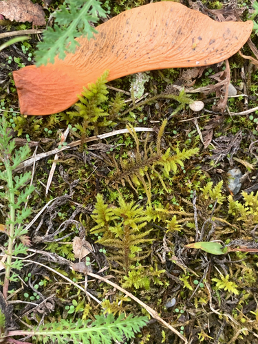 Thuidium observed 2026-10-28