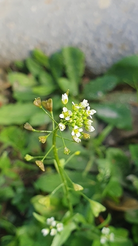 Capsella bursa-pastoris observed 2026-10-28