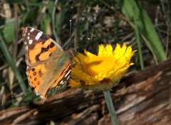 Leucochrysum albicans albicans