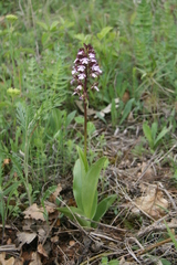 Orchis purpurea