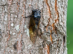 Cryptotympana mandarina