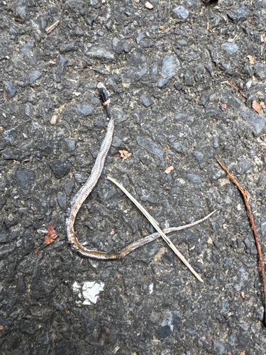 Diadophis punctatus observed 2026-10-28