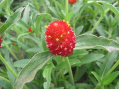 Gomphrena haageana