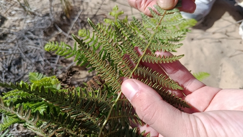 Pteridium observed 2026-10-28