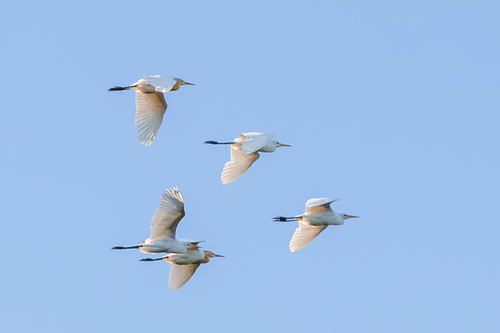 Bubulcus ibis observed 2026-10-28