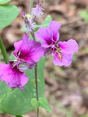 Streptanthus squamiformis