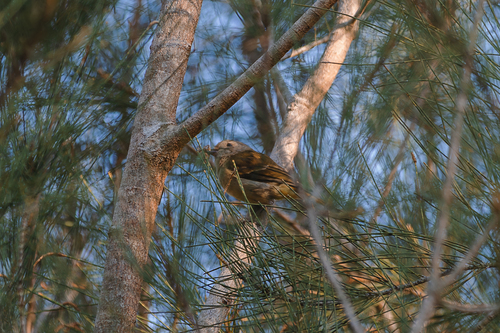 Pachycephala observed 2026-10-28