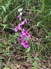 Streptanthus squamiformis