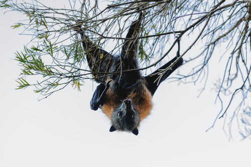Pteropus poliocephalus observed 2026-10-28