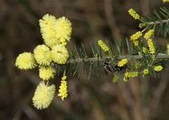 Acacia verticillata verticillata