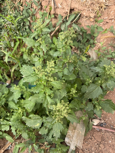 Chenopodiastrum murale observed 2026-10-28