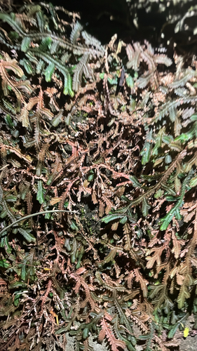 Selaginella observed 2026-10-28