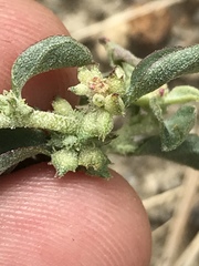 Atriplex suberecta