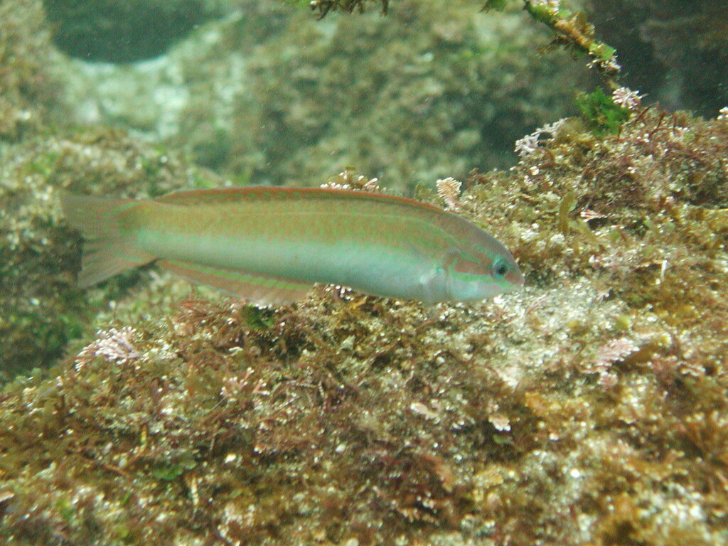 Bleeker's Wrasse