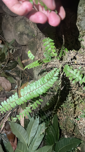 Adiantum observed 2026-10-28