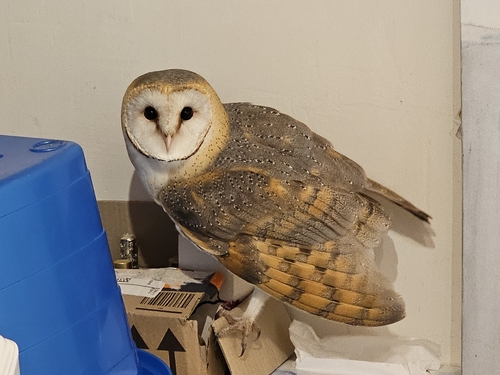 Tyto alba alba photograph by the iNaturalist community
