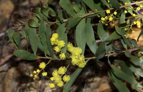 Image of Acacia prominens by (c) Russell Best, some rights reserved (CC BY)